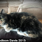 Madison Davis 2015
